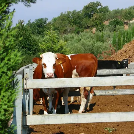 בית חווה Fattoria Podere Peciano
